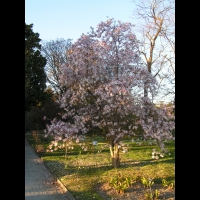 Magnolia Stellata (fam Magnoliacees) (Japon) (04)